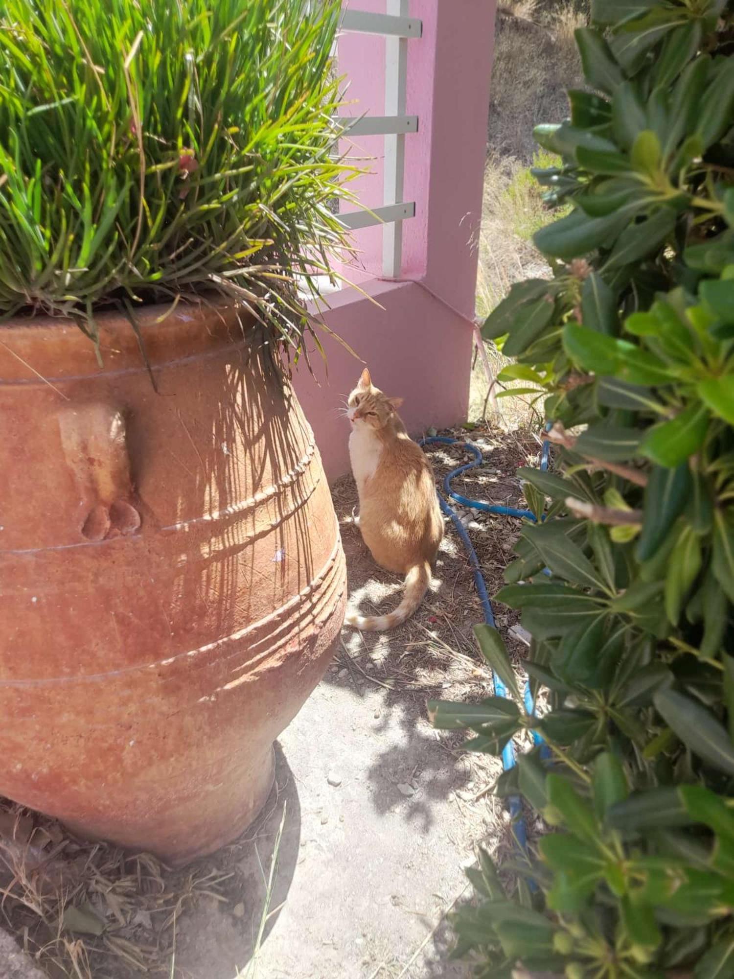 דירות פלאקיאס Camelia מראה חיצוני תמונה